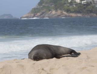 Lobo-marinho aparece descansando nas areias da Praia de Ipanema