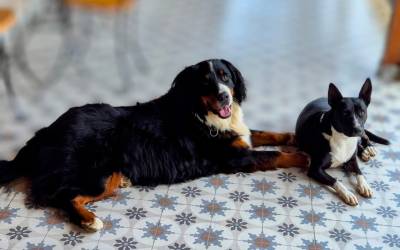 Lei que cria Cadastro Nacional de Animais Domésticos é sancionada