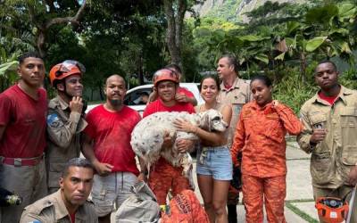 Bombeiros resgatam cachorro da cantora Anitta no Rio